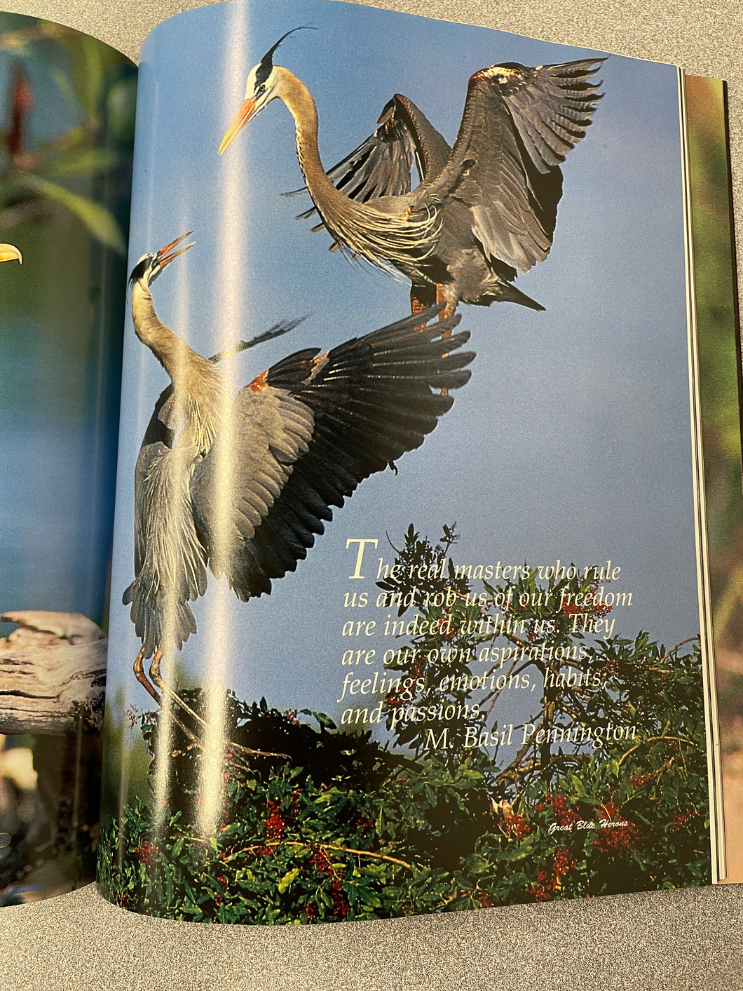 A  Dancing Feathers: Photographs and Reflections of Wading Birds from Southern Swamps, Ponds and Rookeries,  Greene, Janie Moore [1995] N 1/25